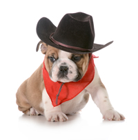 cowboydog